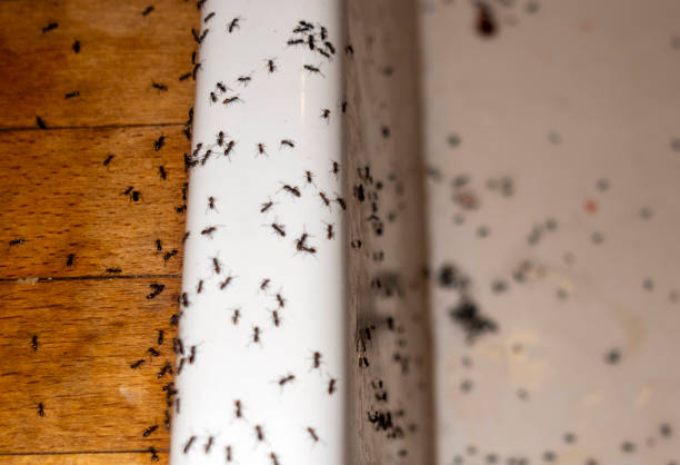 Best Mosquito Control Services  in Centerville, UT